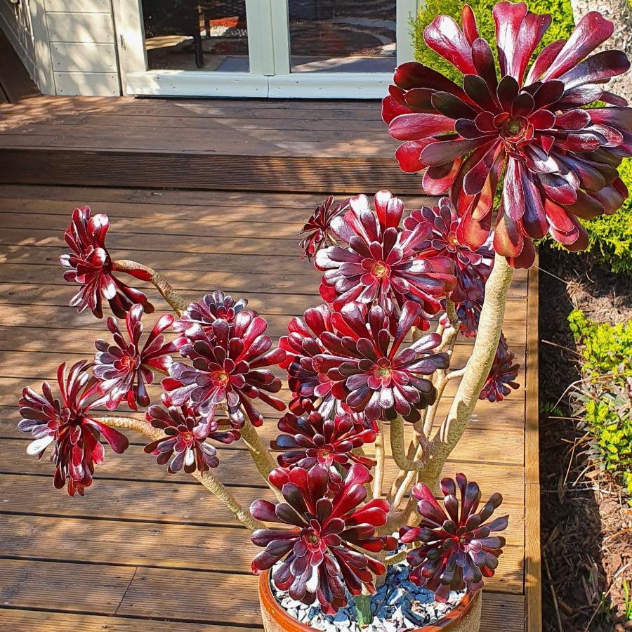 Eden'S Rest Bed And Breakfast Bugle Esterno foto